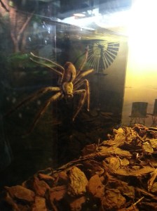 Is diabetes as scary as a huntsmen though? (no...um...yes...um...maybe?)