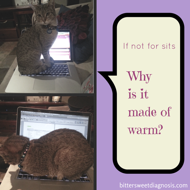 Rosie thinks laptops are useful for one thing only...