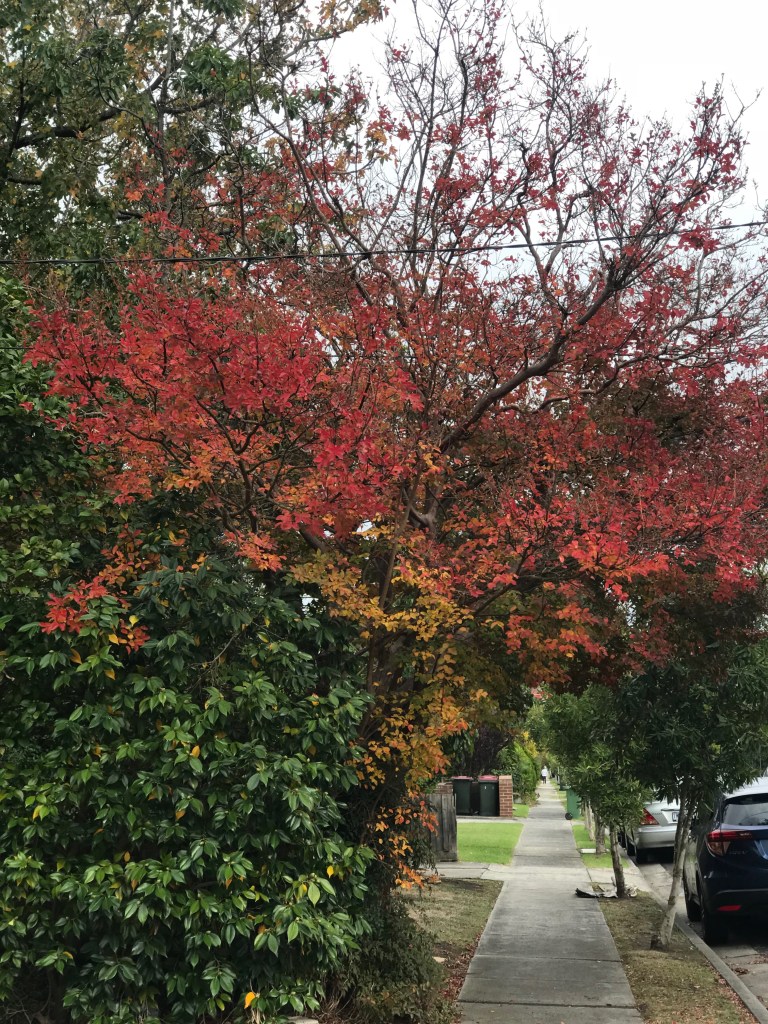 32202788_10156336180876948_7364860913880399872_n